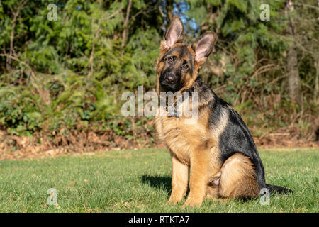 Issaquah, Washington, USA. Vier Monate alten deutschen Schäferhund Welpe "Lander" Umwelt portrait. Stockfoto