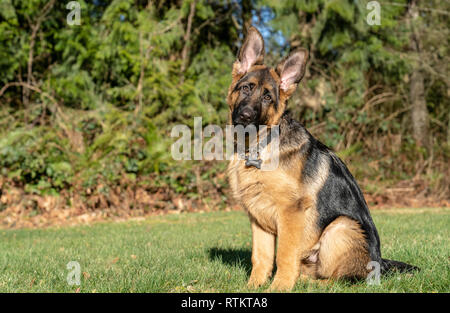 Issaquah, Washington, USA. Vier Monate alten deutschen Schäferhund Welpe "Lander" Umwelt portrait. Stockfoto