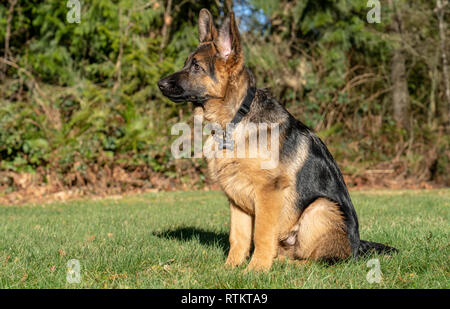 Issaquah, Washington, USA. Vier Monate alten deutschen Schäferhund Welpe "Lander" Umwelt portrait. Stockfoto
