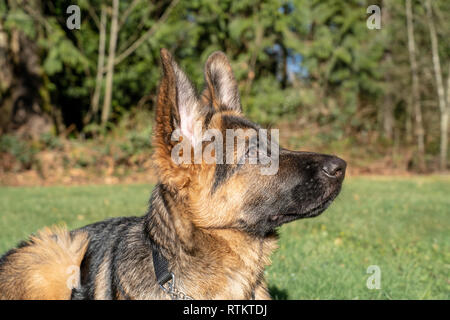 Issaquah, Washington, USA. Vier Monate alten deutschen Schäferhund Welpe "Lander" Durchführung einer 'Down' und 'Stay' Befehl. Stockfoto