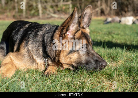 Issaquah, Washington, USA. Vier Monate alten deutschen Schäferhund Welpe "Lander" im Gras Ausruhen nach Spielzeit Stockfoto