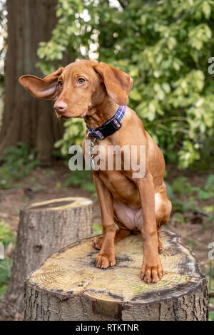 Issaquah, Washington, USA. Fünf Monate alten Vizsla Welpe "Pfeffer" saß in ihrem Hof auf einem Baumstumpf. Stockfoto