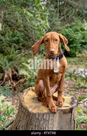 Issaquah, Washington, USA. Fünf Monate alten Vizsla Welpe "Pfeffer" saß in ihrem Hof auf einem Baumstumpf. Stockfoto
