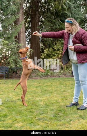 Issaquah, Washington, USA. Frau Ausbildung ihre fünf Monate alte Vizsla Welpen 'Pfeffer' bis Sprung zu behandeln. Stockfoto