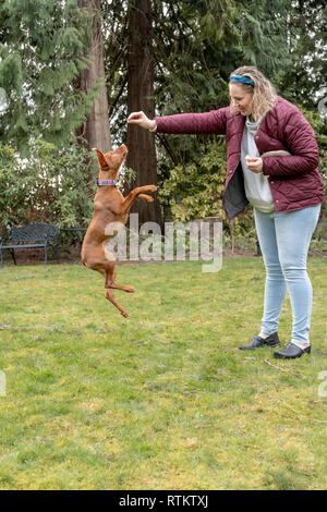 Issaquah, Washington, USA. Frau Ausbildung ihre fünf Monate alte Vizsla Welpen 'Pfeffer' bis Sprung zu behandeln. Stockfoto