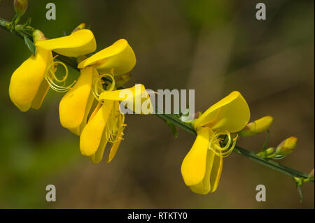 Issaquah, Wasington, USA. Scotch Ginster (cytisus Scoparius) Close-up. Dieses aggressive, nicht-native Strauch ist auch als gemeinsame Besen oder Scot's Broom bekannt Stockfoto