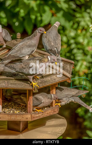 Issaquah, Washington, USA. Herde von Band-tailed Tauben cramming in ein Same Bird Feeder. Stockfoto