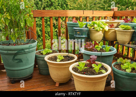 Salat und Tomaten wachsen in den Behältern auf einem Holzdeck Stockfoto