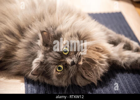 Grauen Sibirischen Katze mit gelben Augen in die Kamera schaut Stockfoto