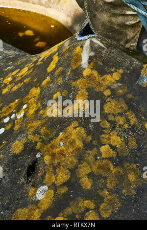 Abstrakte Algen Muster auf Leinwand an der Küste von Kent, England, Vereinigtes Königreich, Europa Stockfoto