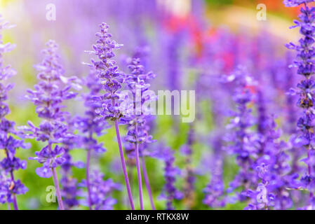 Lila oder Blau Blumen schöne Natur von Salvia Farinacea oder mehlig Cup Salbei im Blumengarten unter der Abendsonne Stockfoto