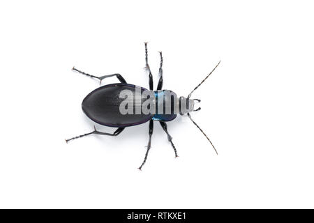 Violett Masse Käfer, Carabus violaceus, auf weißem Hintergrund. Monmouthshire, Wales, Großbritannien Stockfoto