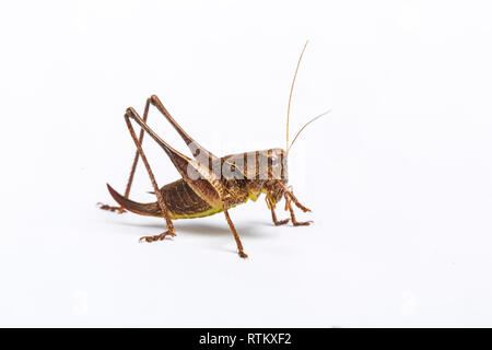 Dunkle Bush Cricket, Pholidoptera griseoaptera, weiblich, Whitelye, Monmouthshire, Wales, Großbritannien Stockfoto