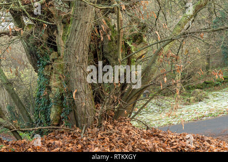 Eine alte Edelkastanie, Castanea sativa, in der Nähe der Alten Kirche, Penallt, Monmouthshire. Stockfoto