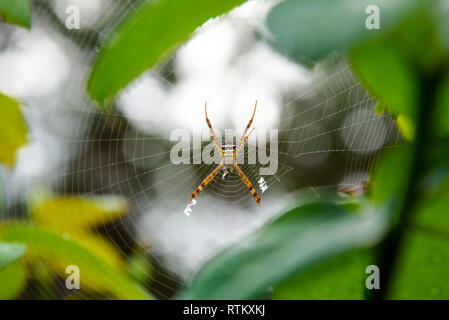 Weibliche Argiope Keyserlingi oder St. Andrew's Cross Spider ist eine häufige Arten von Orb-Web spider Beutefang im Web, in den Wald von thailan Stockfoto