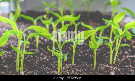 Keimlinge von Auberginen, Tomaten, Paprika wachsen auf das Fenster im Boden an einem sonnigen Tag. Tag der Erde Konzept. Stockfoto