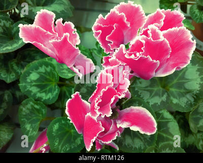 Cyclamen hautnah. Makro. Einen schönen hellen Hintergrund mit rosa Farben eines Cyclamen horizontal. Primulaceae Familie. Cyclamen persicum. Stockfoto