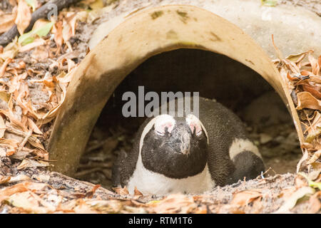 Afrikanische Pinguin (brillenpinguin) von Boulders Pinguinkolonie Stockfoto