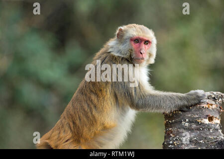 Rhesus Makaken (Macaca mulatta). Lehnte sich nach vorne auf der Suche nach Nahrung Einträge innerhalb eines gebrochenen Ast. Eine seitliche schauen. Im Norden Indiens. Stockfoto