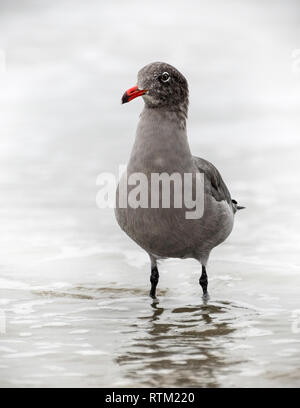 Heermann Gulls (Larus heermanni), Refugio State Beach, in der Nähe von Goleta, CA, USA. Stockfoto