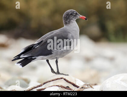 Eine Heermann-Möwe (Larus heermanni) steht auf einem Felsen, Refugio State Beach, in der Nähe von Goleta, CA, USA. Stockfoto