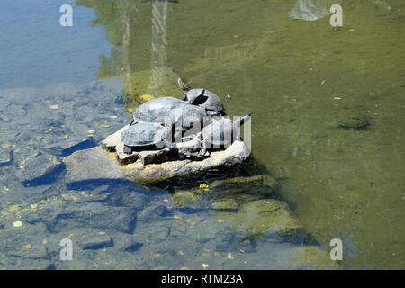 Schildkröten in Ruinen von Buthrotum, antike Stadt in Albanien. Butrint - UNESCO-Welterbe. Stockfoto