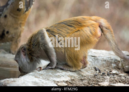 Rhesus Makaken (Macaca mulatta). Auf allen Vieren vorwärts lehnen sich direkt aus einem Pool von Wasser zu trinken. Sitzung, Hausbesetzungen, an allen vier Gliedmaßen. Angreifbar. ​Restricted vision Re. Raub. Stockfoto