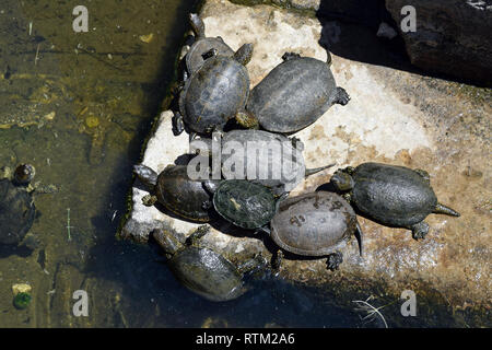 Schildkröten in Ruinen von Buthrotum, antike Stadt in Albanien. Butrint - UNESCO-Welterbe. Stockfoto