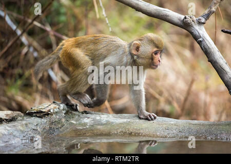 Junge Rhesus Makaken (Macaca mulatta). Wandern auf allen vier Gliedmaßen. Plantigrade. Die vorderen und hinteren Beine abwechselnd in Drehung drehen, und Wandern. Quadrupedal L​ocomotion. Stockfoto