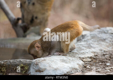 Junge Rhesus Makaken (Macaca mulatta). Auf allen Vieren vorwärts lehnen sich direkt aus einem Pool von Wasser zu trinken. An allen vier Gliedmaßen. Gegengewicht Schwanz. Stockfoto