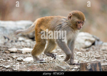 Junge Rhesus Makaken (Macaca mulatta). Wandern auf alle Fou​r Gliedmaßen. Plantigrade. Die vorderen und hinteren Beine abwechselnd in Drehung drehen, und Wandern. Quadrupedal Fortbewegung. Stockfoto