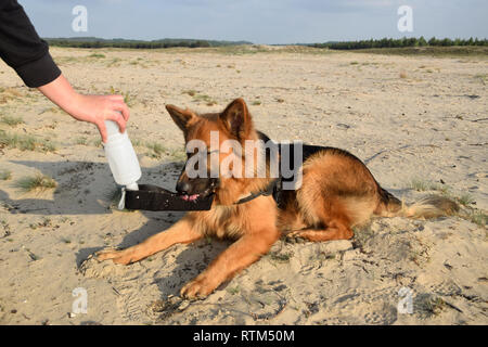 Durstigen Hund ist Trinkwasser aus reisen Trinkflasche. Bledow Wüste, Polen. Stockfoto