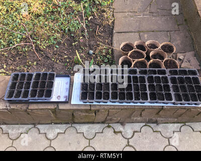 Setzlinge im Gewächshaus. Pfeffer, Tomate, Sämlinge Sämlinge, Nahaufnahme der jungen Blätter von Pfeffer, Frischer Frühling Hintergrund Stockfoto