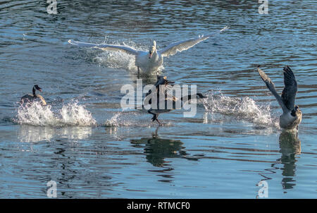 Eine Mute swan jagen Kanada Gänse. Stockfoto