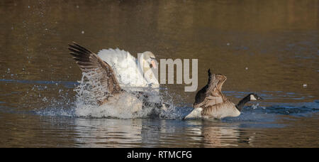 Eine Mute swan jagen Kanada Gänse. Stockfoto