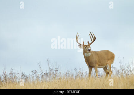 Whitetail Deer - ein Buck führt die Flehmen Antwort auf einem Grat top im Herbst Paarungszeit, oder 'Rut' Stockfoto