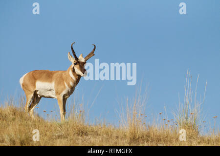 Pronghorn, alias "Pronghorn Antilope", in Prairie Grünland Lebensraum mit klaren blauen Himmel Stockfoto