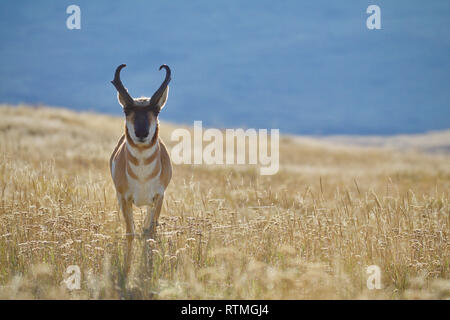 Pronghorn, alias "Pronghorn Antilope", hinterleuchtet, gegen einen dunkleren Hintergrund in der Prairie Grünland Lebensraum Stockfoto