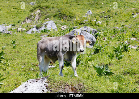 Kalb auf einer blühenden Wiese, auf Sie, Schweizer Alpen, Schweiz Stockfoto