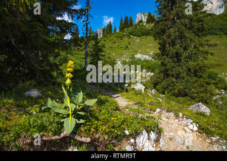 Großer gelber Enzian (Gentiana lutea) und anderen wilden Blumen in den Schweizer Alpen Stockfoto