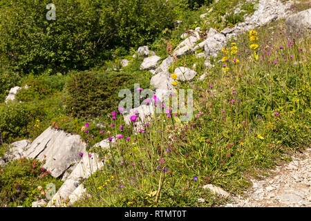 Wilde Blumen in den Bergen der Schweizer Alpen, Schweiz Stockfoto