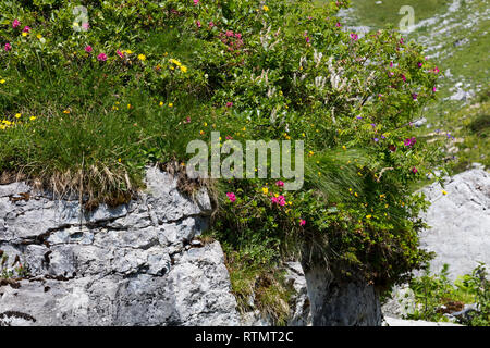 Wildblumen auf einem großen Stein, der Schweizer Alpen Stockfoto