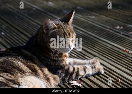 Eine braune, Ingwer, gestreifte Katze auf der Terrasse im Freien in einem Garten liegt, ihre Augen geschlossen und teilweise Sonnenbaden in hellem Sonnenlicht Stockfoto