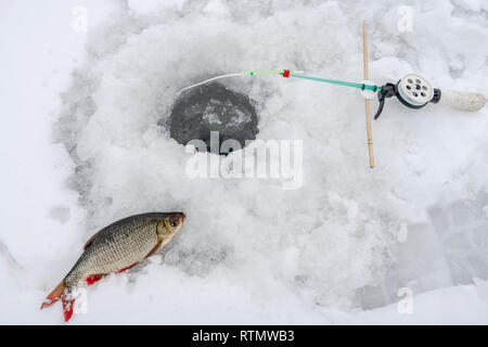 Frisch gefangenen Fisch roach liegt neben der Bohrung im Schnee in der Nähe der Winter Angelrute Stockfoto