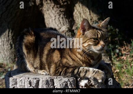 Eine braune, Ingwer und schwarze Katze ordentlich sitzen auf einem hölzernen Baumstumpf im Garten in der Sonne, von der Kamera entfernt suchen Stockfoto