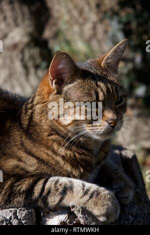 Der Kopf einer Ingwer, braun und schwarz gestromte weibliche Katze (wie) sitzen auf einem hölzernen Stumpf draußen im hellen Sonnenlicht mit verschlafenen Augen Stockfoto