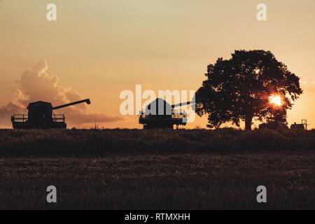 Feldhäcksler Maschine kombinieren in einem Weizenfeld bei Sonnenuntergang. Einsamer Baum. Stockfoto