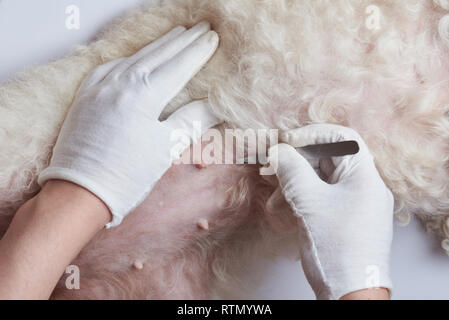 Kontrolle hund Bauch in Tierarzt Klinik Nahaufnahme Stockfoto