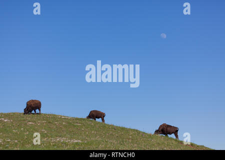 Drei Jungen Bisons grasen auf einem Hügel in der Frühlingssonne mit dem Mond im blauen Nachmittag Himmel sichtbar im Custer State Park in South Dakota. Stockfoto