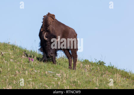 Eine junge bison Schürfwunden im grünen Frühling Gras auf dem hügeligen Wiese der Custer State Park in South Dakota. Stockfoto